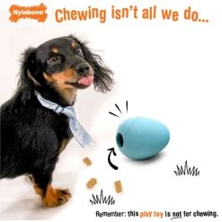 Nylabone Creative Play Eggi Dog Treat Toy, Blue, Large -Pet Toys Shop 665686 PT2. AC SS1800 V1679081587