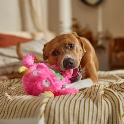 Frisco Halloween Zany Monster Muscle Plush Squeaky Dog Toy -Pet Toys Shop 668166 PT3. AC SS1800 V1689271301