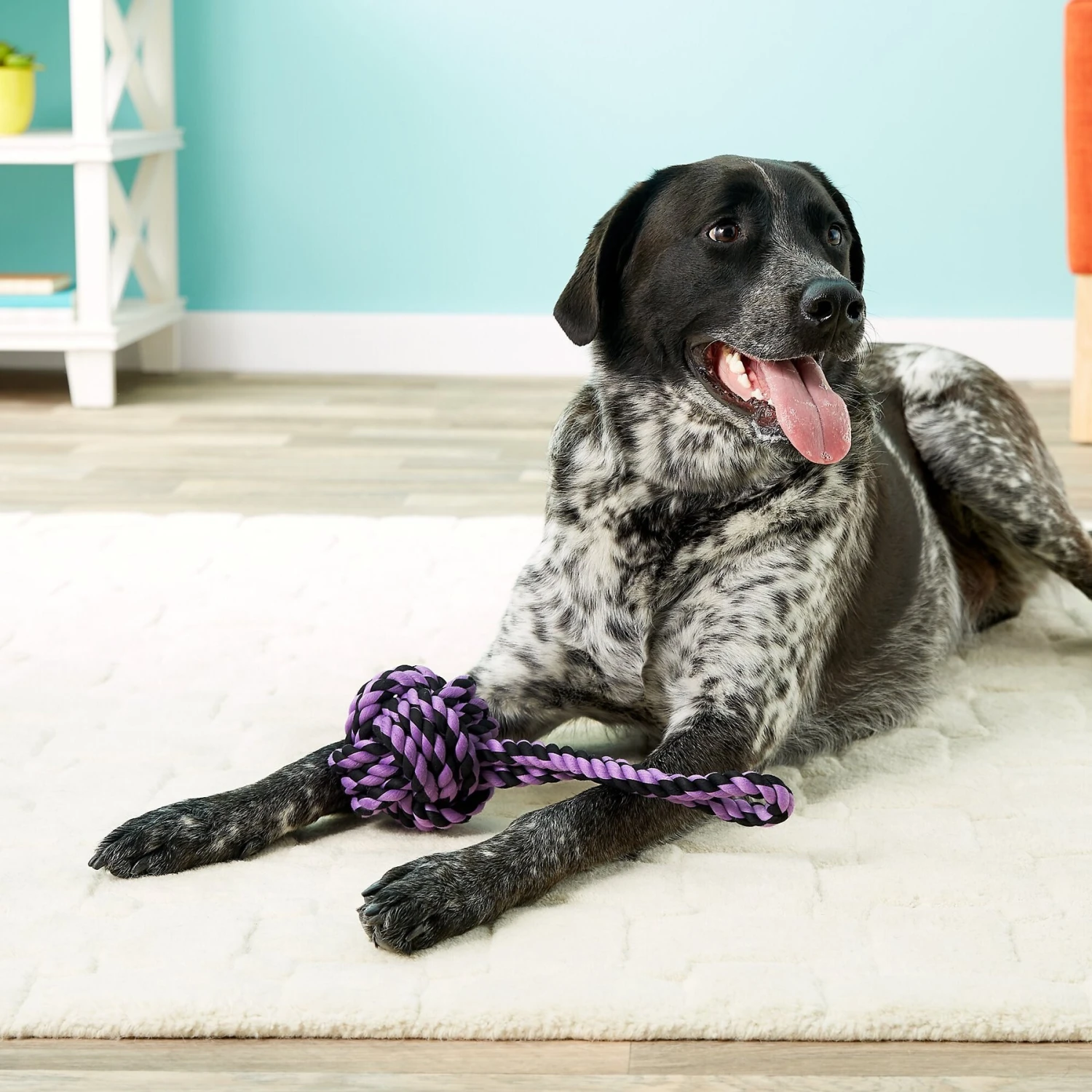 Multipet Nuts For Knots Heavy Duty Rope With Tug Dog Toy, Color Varies 4 Multipet Nuts For Knots Heavy Duty Rope With Tug Dog Toy, Color Varies - Image 4