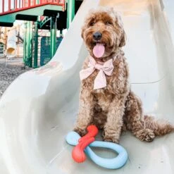 Nylabone Creative Play Tuug & Springa Interactive Dog Toy Bundle -Pet Toys Shop 684878 PT2. AC SS1800 V1679081581