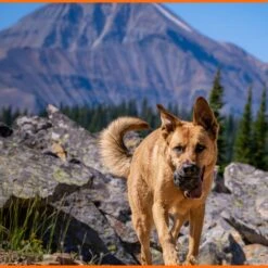 Monster K9 Dog Toys Ultra Durable Tumbler Interactive Dog Toy, Black -Pet Toys Shop 711342 PT3. AC SS1800 V1668809679