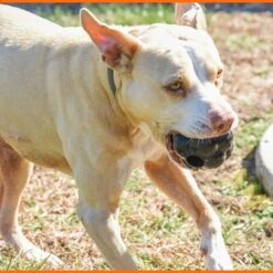 Monster K9 Dog Toys Ultra Durable Tumbler Interactive Dog Toy, Black -Pet Toys Shop 711342 PT5. AC SS1800 V1668809679