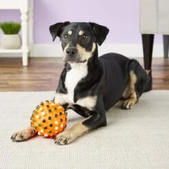 Ethical Pet Gumdrop Ball Squeaky Dog Chew Toy, Color Varies -Pet Toys Shop 71352 PT7. AC SS1800 V1527093215