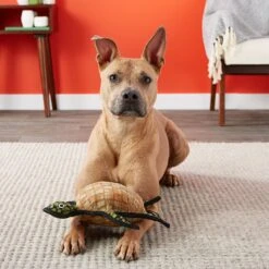 Tuffy's Ocean Creatures Burtle Turtle Plush Dog Toy -Pet Toys Shop 72169 PT4. AC SS1800 V1589493384