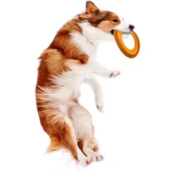 Nylabone Power Play Super Flyer Gripz Disc Dog Toy, One Size -Pet Toys Shop 737950 PT7. AC SS1800 V1672930487