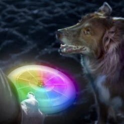 Nite Ize Flashflight Discuit LED Flying Disc Dog Toy -Pet Toys Shop 73842 PT2. AC SS1800 V1587155160