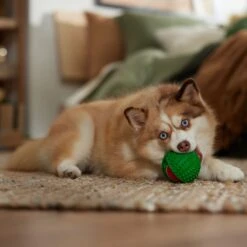 Frisco Holiday Fetch Squeaky Tennis Ball With Rubber Sleeve Dog Toy 7 Frisco Holiday Fetch Squeaky Tennis Ball With Rubber Sleeve Dog Toy -Pet Toys Shop 739686 PT3. AC SS1800 V1694812401