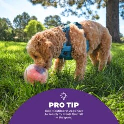 Outward Hound Dog Rumble Puzzle Ball Puzzle & Treat Maze Interactive Dog Toy, Orange -Pet Toys Shop 786558 PT4. AC SS1800 V1694286050