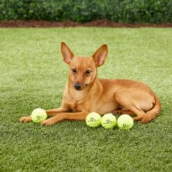 Hyper Pet K9 Kannon Mini K2 Dog Toy -Pet Toys Shop 80076 PT2. AC SS1800 V1489184698