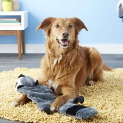 Hyper Pet Super Squeaker Raccoon Critter Skinz Dog Toy -Pet Toys Shop 80117 PT6. AC SS1800 V1531515744