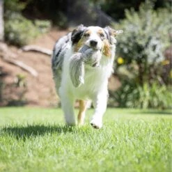 Hyper Pet Doggie Tail Interactive Dog Toy -Pet Toys Shop 80151 PT6. AC SS1800 V1639093362