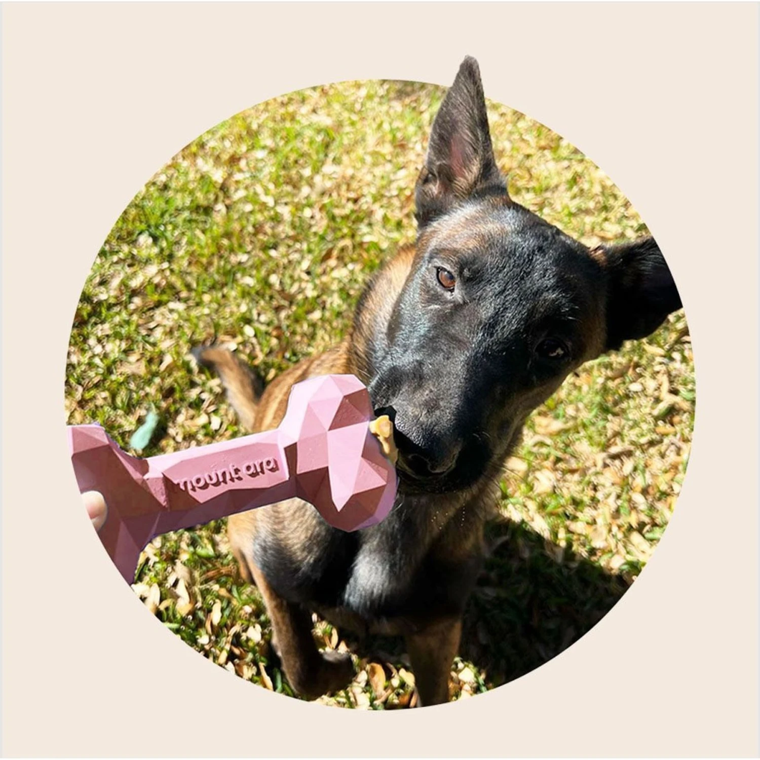 Mount Ara Superbite Dog Toy, 2 Count 3 Mount Ara Superbite Dog Toy, 2 Count - Image 3