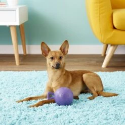 Jolly Pets Tug-n-Toss M-ini Dog Toy 6 Jolly Pets Tug-n-Toss M-ini Dog Toy -Pet Toys Shop 80416 PT2. AC SS1800 V1530912112