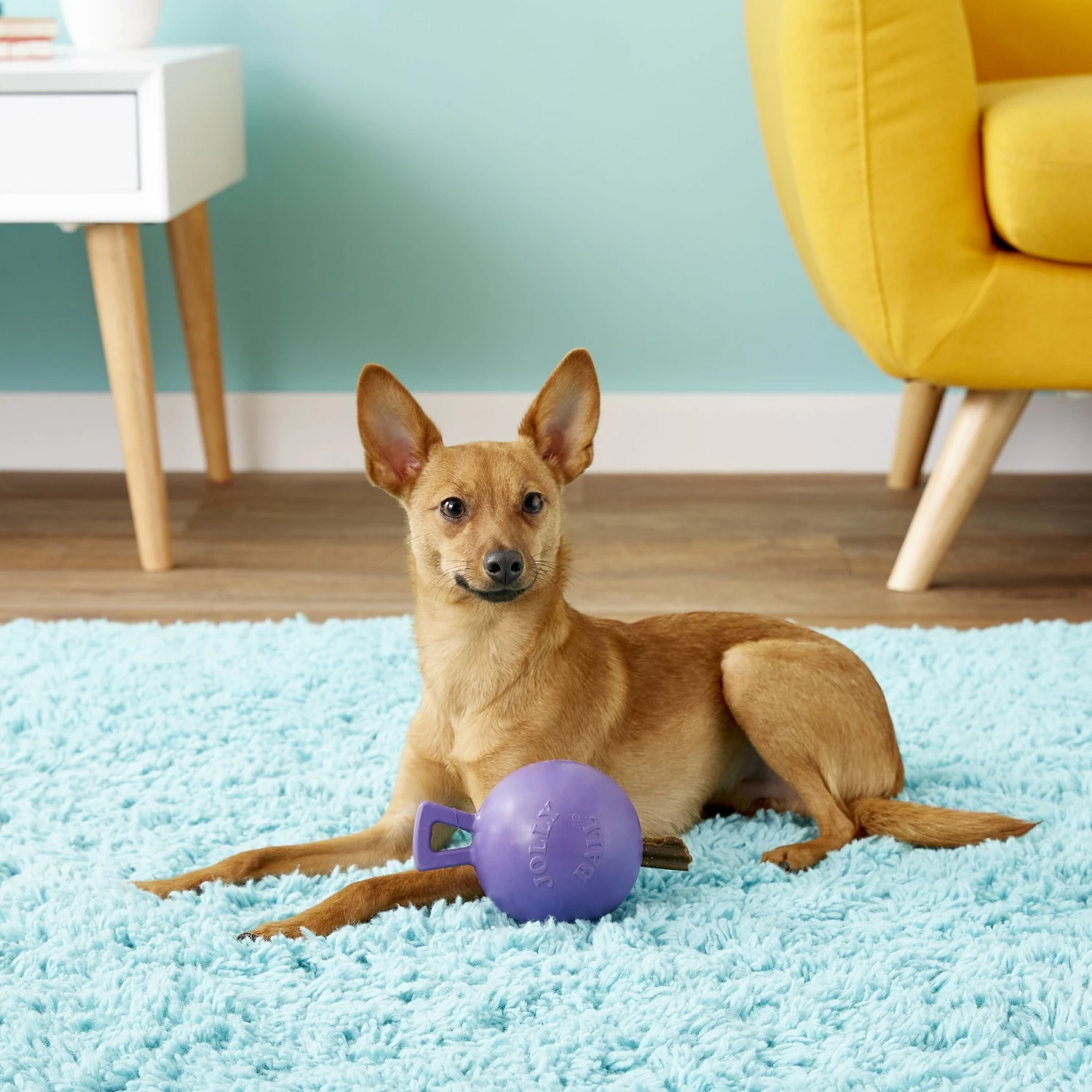 Jolly Pets Tug-n-Toss M-ini Dog Toy 3 Jolly Pets Tug-n-Toss M-ini Dog Toy - Image 3