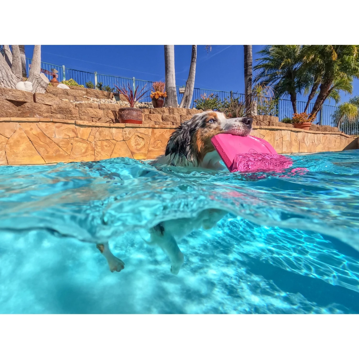 Project Hive Pet Company Hive Wild Berry Scented Disc & Lick Mat Dog Toy, Pink 7 Project Hive Pet Company Hive Wild Berry Scented Disc & Lick Mat Dog Toy, Pink - Image 7