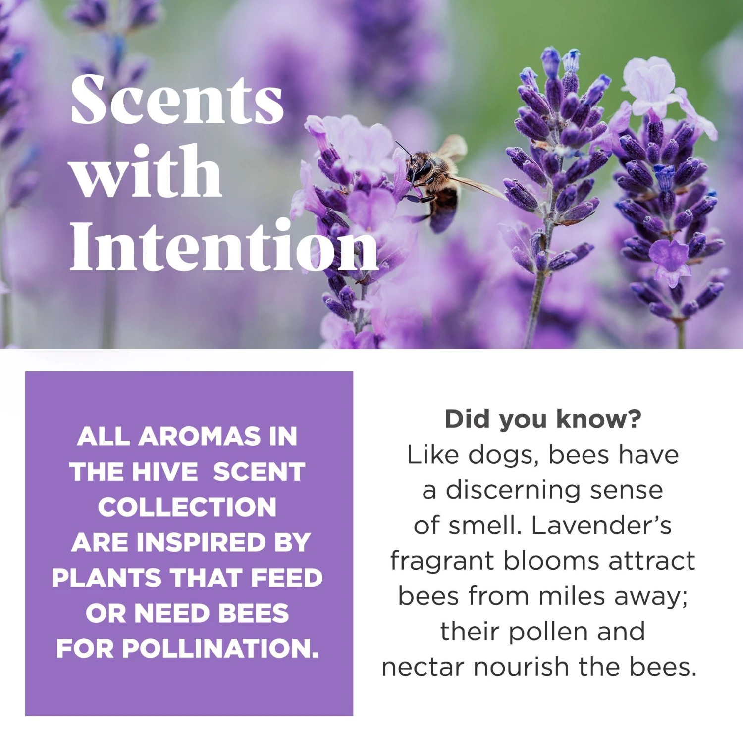 Project Hive Pet Company Hive Calming Lavender Scented Disc & Lick Mat Dog Toy, Purple 4 Project Hive Pet Company Hive Calming Lavender Scented Disc & Lick Mat Dog Toy, Purple - Image 4