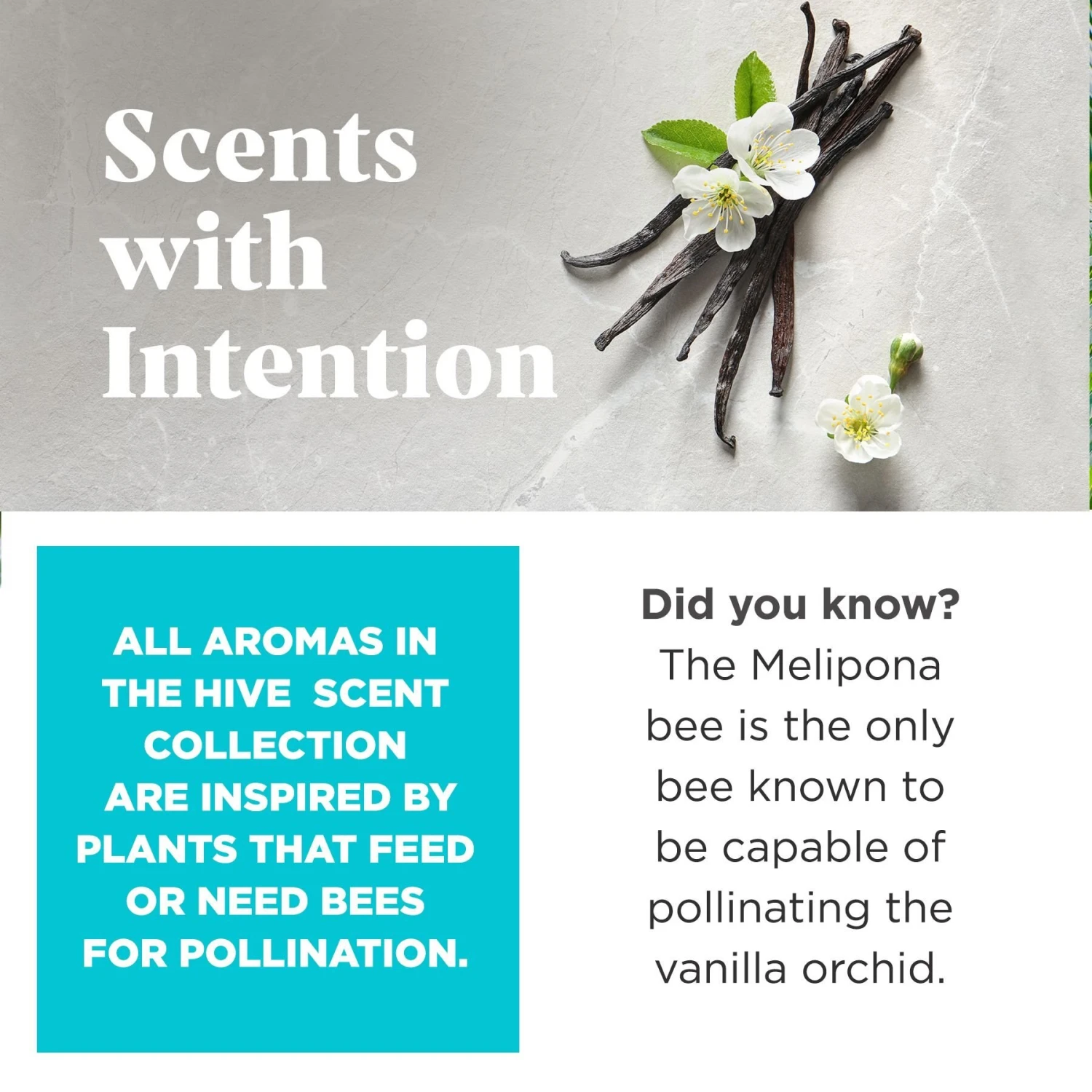 Project Hive Pet Company Hive Soothing Vanilla Scented Disc & Lick Mat Dog Toy, Blue 4 Project Hive Pet Company Hive Soothing Vanilla Scented Disc & Lick Mat Dog Toy, Blue - Image 4