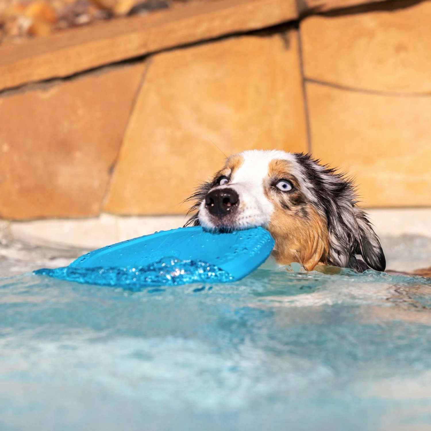 Project Hive Pet Company Hive Soothing Vanilla Scented Disc & Lick Mat Dog Toy, Blue 5 Project Hive Pet Company Hive Soothing Vanilla Scented Disc & Lick Mat Dog Toy, Blue - Image 5