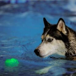 Nite Ize GlowStreak Wild LED Ball-Disc-O Dog Toy -Pet Toys Shop 821286 PT5. AC SS1800 V1680285527