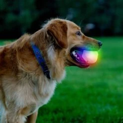 Nite Ize GlowStreak Wild LED Ball-Disc-O Dog Toy -Pet Toys Shop 821286 PT6. AC SS1800 V1680287200
