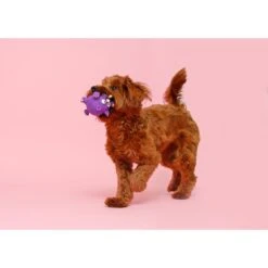 Hartz Zoo Balloons Squeaky Latex Dog Toy, Character Varies -Pet Toys Shop 82678 PT3. AC SS1800 V1660706280