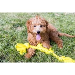 Playology Puppy Sensory Rope Chicken Dog Toy, Yellow, Small -Pet Toys Shop 839014 PT4. AC SS1800 V1683740498