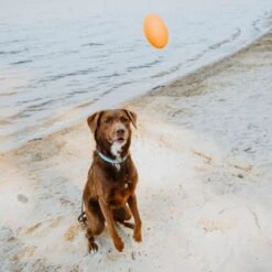 Hound2O Squeaky Football Dog Toy 9 Hound2O Squeaky Football Dog Toy -Pet Toys Shop 863590 PT2. AC SS1800 V1687284921