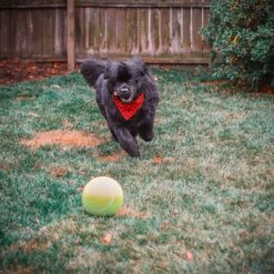 Pet Fit For Life Dog Step-on Sprinkler Dog Toy, Silver -Pet Toys Shop 872438 PT6. AC SS1800 V1686246169