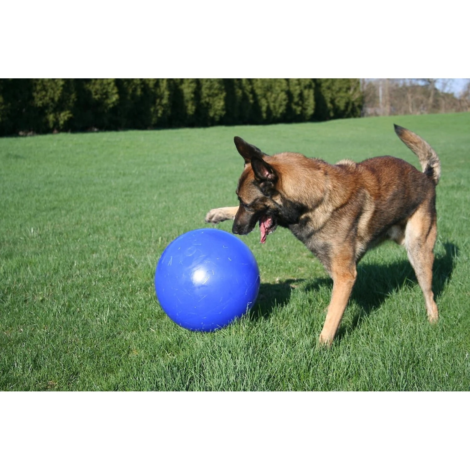 Jolly Pets 14" Push-n-Play Dog Toy 2 Jolly Pets 14" Push-n-Play Dog Toy - Image 2