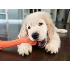 Jolly Pets Jolly Bone Dog Toy, Orange -Pet Toys Shop 89743 PT2. AC SS1800 V1629245785