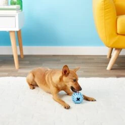 KONG Puppy Activity Ball Dog Toy, Color Varies 13 KONG Puppy Activity Ball Dog Toy, Color Varies -Pet Toys Shop 91191 PT5. AC SS1800 V1603156594