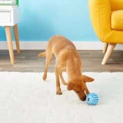 KONG Puppy Activity Ball Dog Toy, Color Varies 14 KONG Puppy Activity Ball Dog Toy, Color Varies -Pet Toys Shop 91191 PT6. AC SS1800 V1603153584