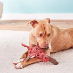 KONG Dynos Pterodactyl Dog Toy -Pet Toys Shop 91233 PT3. AC SS1800 V1605319910