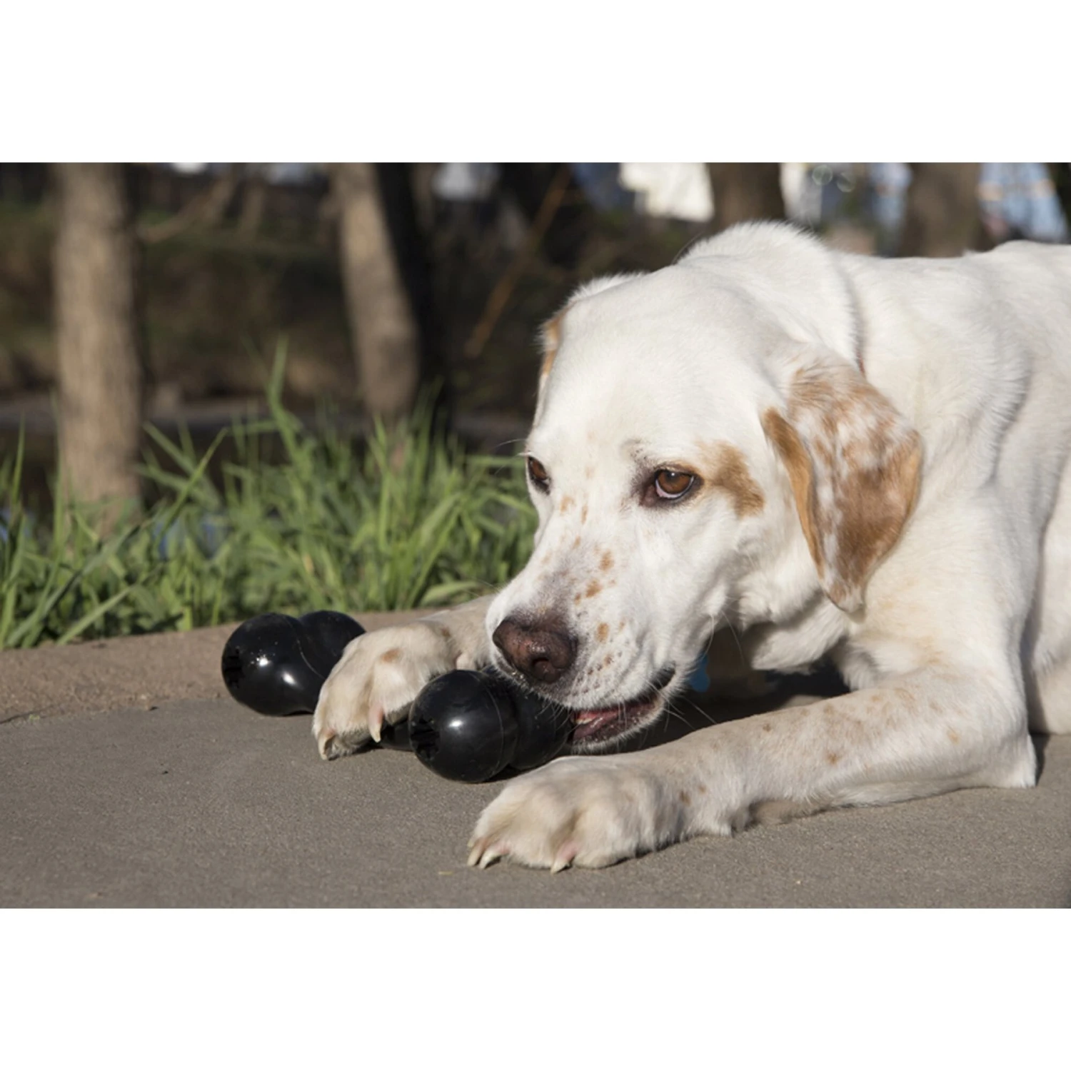 KONG Extreme Goodie Bone Dog Toy 2 KONG Extreme Goodie Bone Dog Toy - Image 2