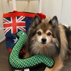 Snuggle Puppy Tender-Tuffs Fetch Boomerang Squeaky Dog Plush Toy, Green, Large -Pet Toys Shop 913190 PT5. AC SS1800 V1689701894