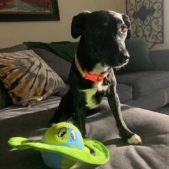 Snuggle Puppy Tender-Tuffs Ollie Orbit Two In One Squeaky Dog Plush Toy, Green, Medium 10 Snuggle Puppy Tender-Tuffs Ollie Orbit Two In One Squeaky Dog Plush Toy, Green, Medium -Pet Toys Shop 913206 PT4. AC SS1800 V1689701888