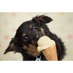 Goody Box Birthday Dog Toys & Treats & Pooch Creamery Peanut Butter Flavor Ice Cream Mix Dog Treat, 5.25-oz Cup -Pet Toys Shop 933310 PT8. AC SS1800 V1692304037