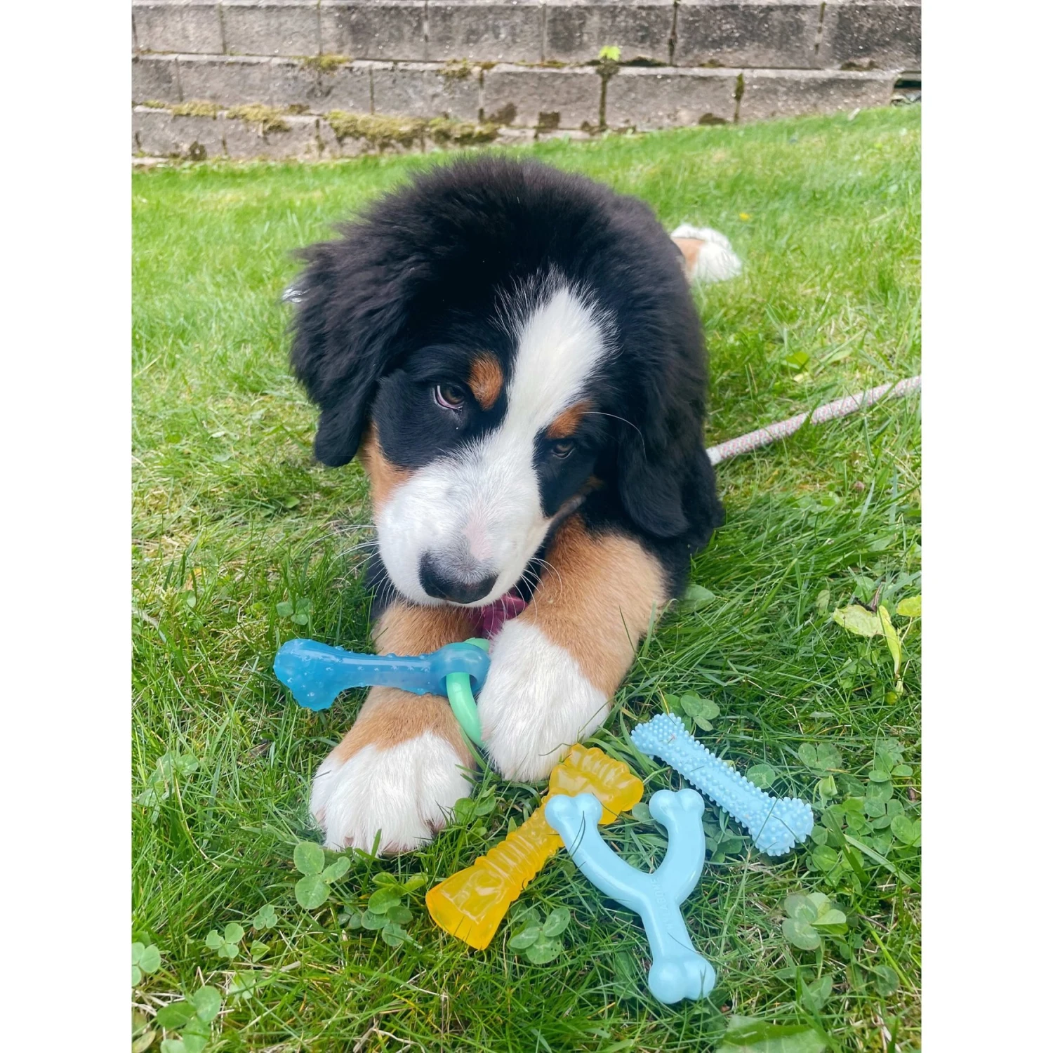 Nylabone Puppy Chew Chicken & Bacon Dog Chew Toys Bundle, X-Small 2 Nylabone Puppy Chew Chicken & Bacon Dog Chew Toys Bundle, X-Small - Image 2