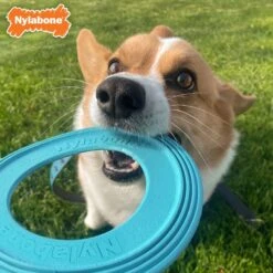 Nylabone Power Play Super Flyer Puppy Toy, Blue -Pet Toys Shop 939830 PT2. AC SS1800 V1692108863