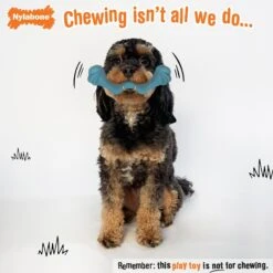 Nylabone Creative Play Springa Pull Dog Toy -Pet Toys Shop 940694 PT2. AC SS1800 V1692280372