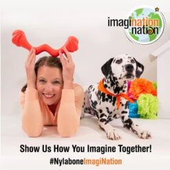 Nylabone Creative Play Springa Pull Dog Toy -Pet Toys Shop 940694 PT7. AC SS1800 V1692280869