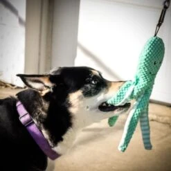 Pet Fit For Life Squeaky Plush Dog Toy For Alligator Wand, 3 Count -Pet Toys Shop 987270 PT7. AC SS1800 V1699648333