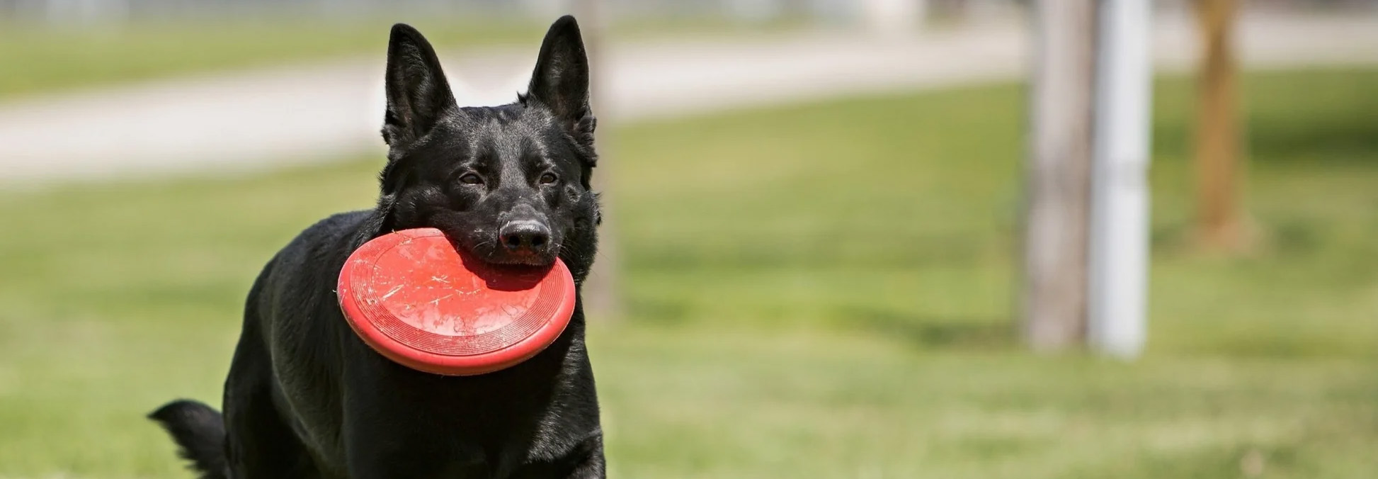 Pet Toys Shop -Pet Toys Shop 2